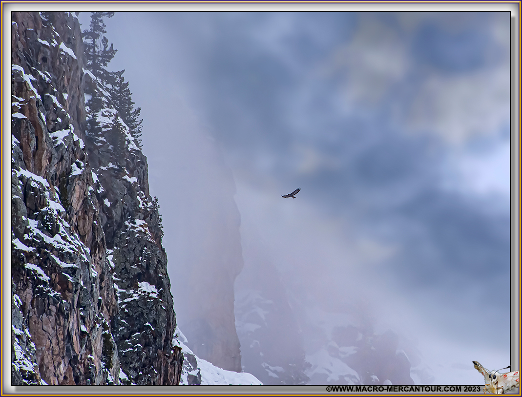 Aigle